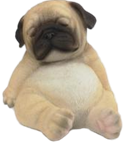 Dog Product