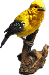 Bird Product