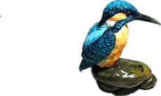 Bird Product