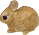 Rabbit Product