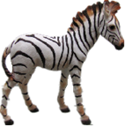 Zebra Product