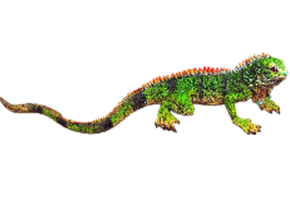Lizard Product