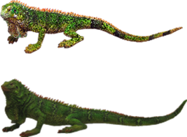 Lizard Product