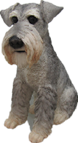 Dog Product