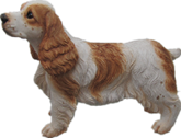 Dog Product