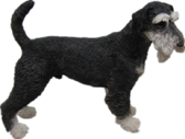 Dog Product