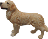 Dog Product