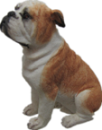 Dog Product
