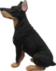 Dog Product