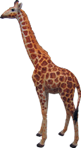 Giraffe Product