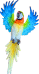 Bird Product