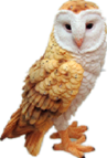 Owl Product