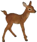 Deer Product