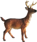 Deer Product