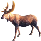 Deer Product