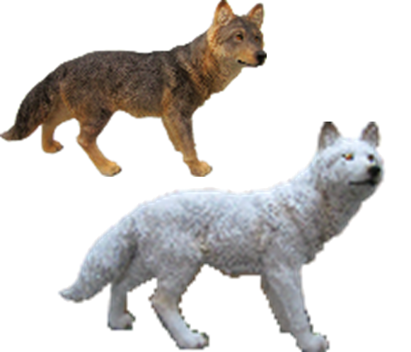 Wolf Product