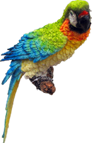 Bird Product