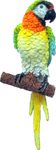 Bird Product