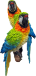 Bird Product