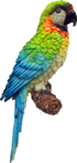 Bird Product
