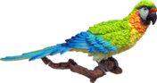 Bird Product