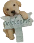 Dog Product