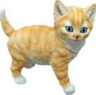 Cat Product