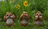 Meerkat Product