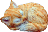 Cat Product