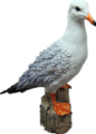 Bird Product