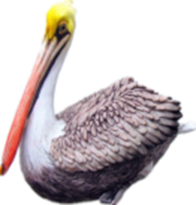 Pelican Product