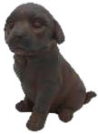 Dog Product