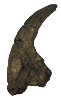 Dinosaur Product