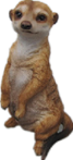 Meerkat Product