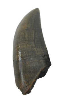 Dinosaur Product