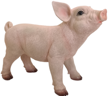 Pig Product