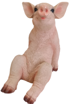 Pig Product