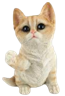 Cat Product