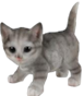 Cat Product