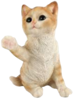 Cat Product