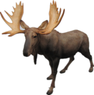 Deer Product
