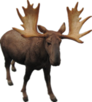 Deer Product
