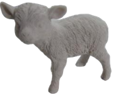 Sheep Product