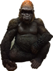 Chimpanzee Product