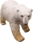 Polar Bear Product
