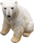 Polar Bear Product