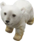 Polar Bear Product