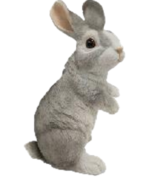 Rabbit Product