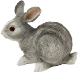 Rabbit Product