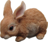 Rabbit Product